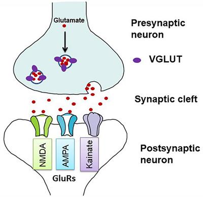 Glutamatergic pathways in the brains of turtles: A comparative perspective among reptiles, birds, and mammals